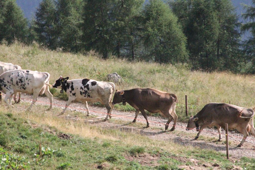 הוילה פאיו Nestalp Malga Campo מראה חיצוני תמונה